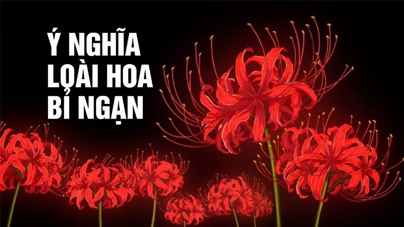 Ảnh Hoa May Mắn Nguồn Gốc