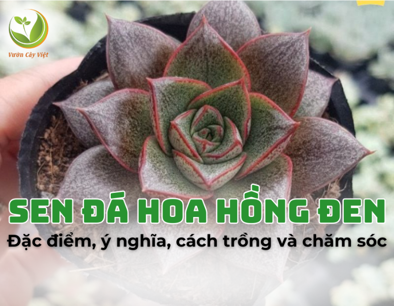 Các Giống Hoa Hồng Đen Phổ Biến: Khám Phá Vẻ Đẹp Độc Đáo