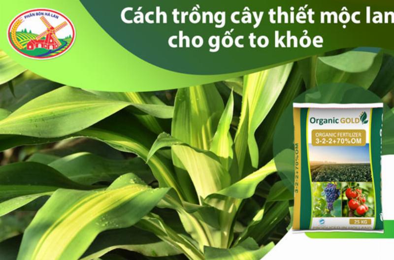 Các loại hoa tương tự thiết mộc lan