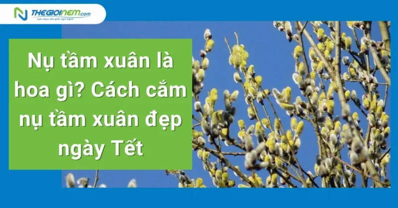 Cắm nụ tầm xuân phong cách truyền thống