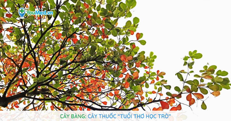 Cây Bàng Có Hoa