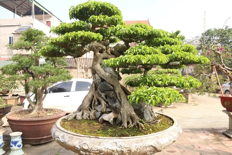 Cây cảnh bonsai ngoài trời