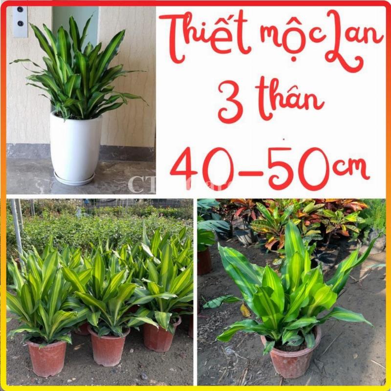 Cây cảnh cao 50 cm hợp phong thủy