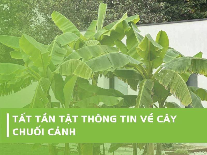 Cây Chuối Cảnh Hoa Đỏ - Đặc Điểm