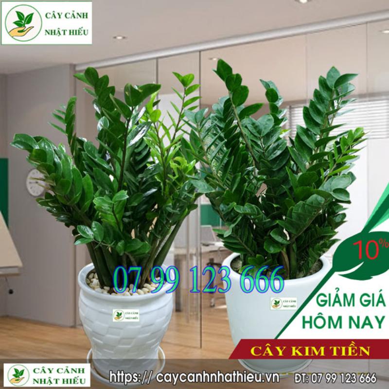 Cây Kim Tiền Cho Tuổi Thìn