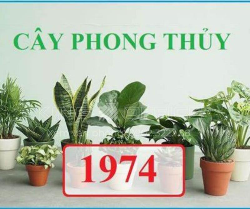 Cây Kim Tiền Hợp Tuổi Giáp Dần