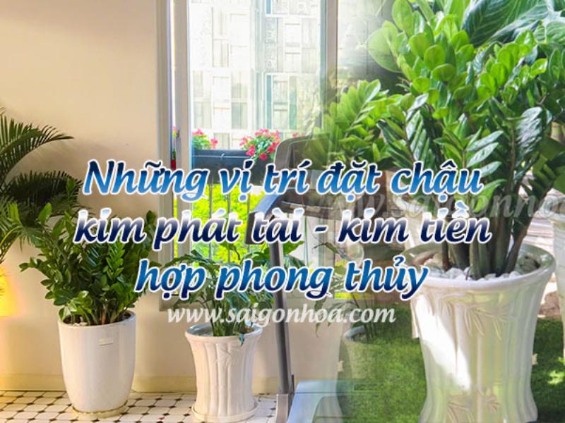 Cây kim tiền trong chậu gốm sứ