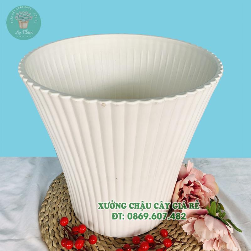 Cây Sang Đẹp Trong Chậu