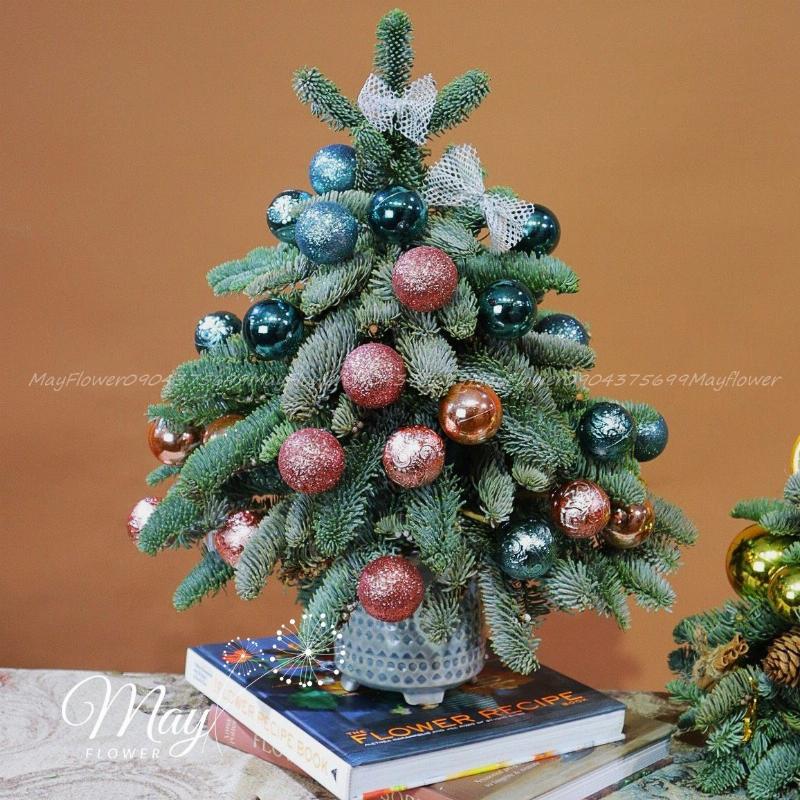 Chọn và bảo quản cây thông Noel