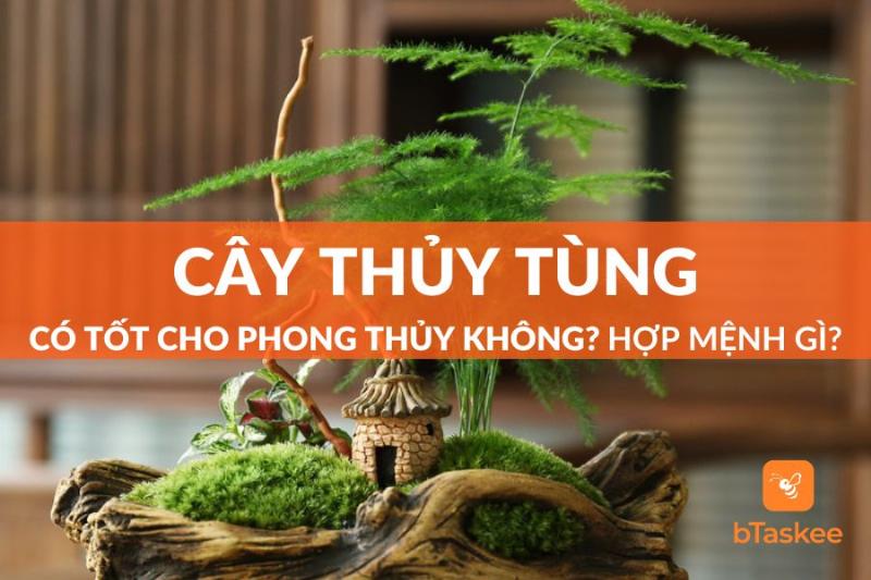 Cây Thủy Tùng Mệnh Hỏa