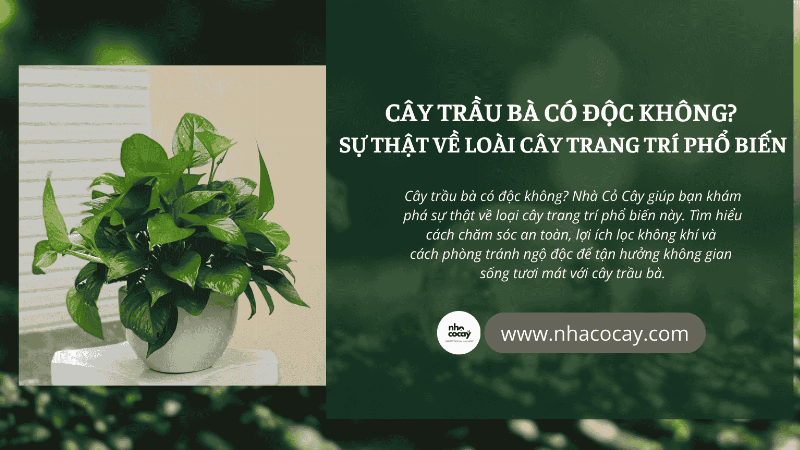 Cây trầu bà có độc không? Tìm hiểu về độc tính của cây trầu bà và cách phòng tránh