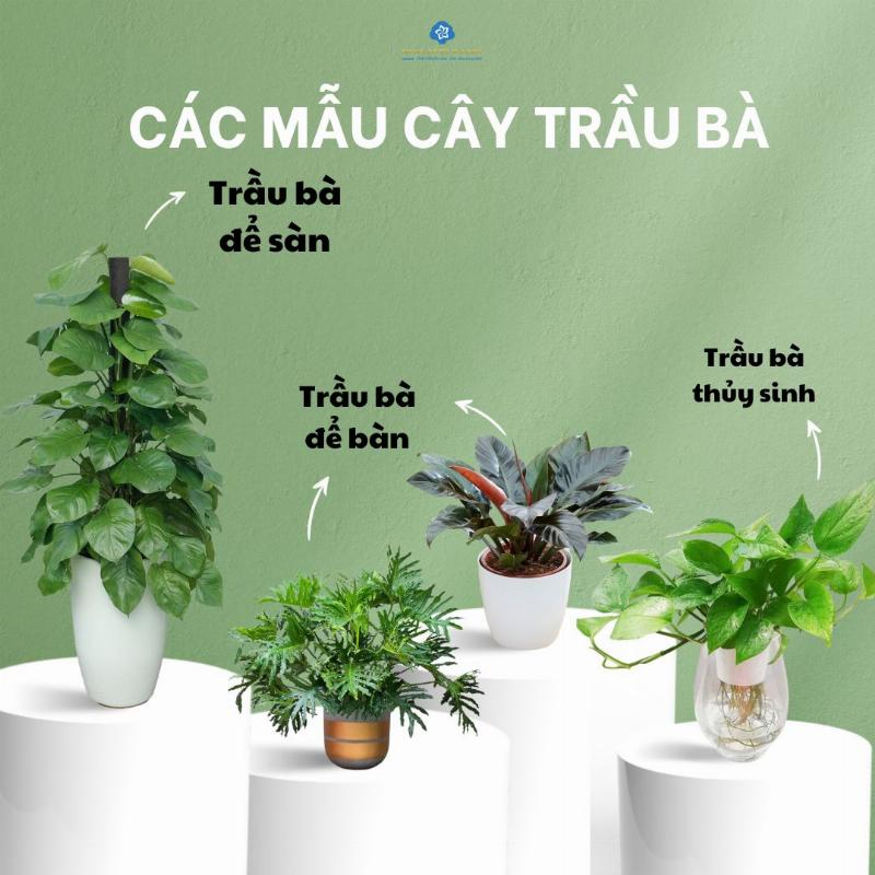 Cây trầu bà đẹp mắt trong nhà