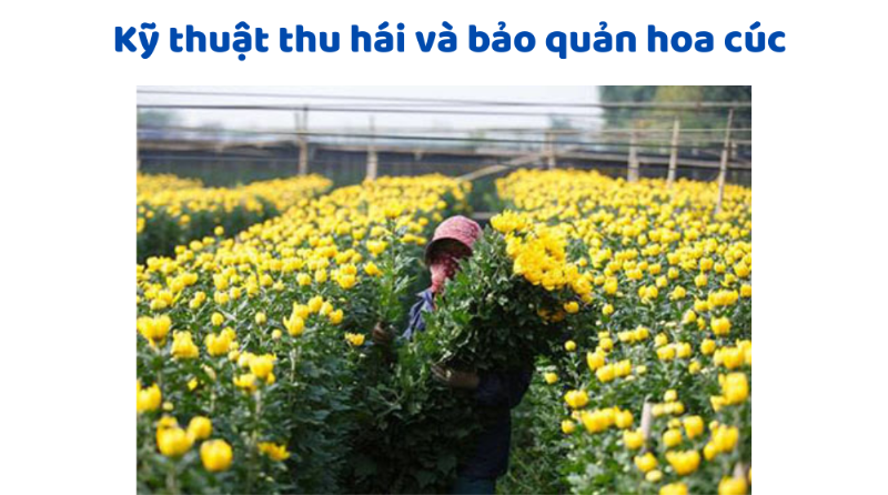 Chọn và bảo quản hoa cúc