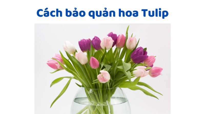 Chọn Bảo Quản Hoa Tulip