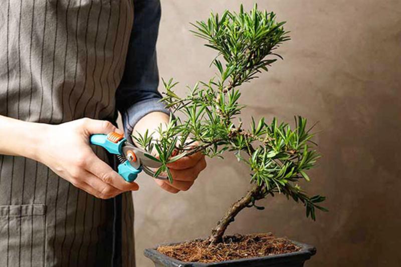 Chọn và bảo quản bonsai đẹp