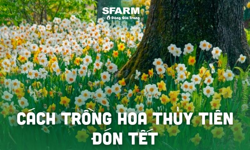 Cách chọn và bảo quản hoa thủy tiên