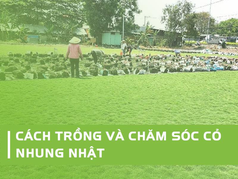 Cỏ Nhung Nhật Cách Trồng