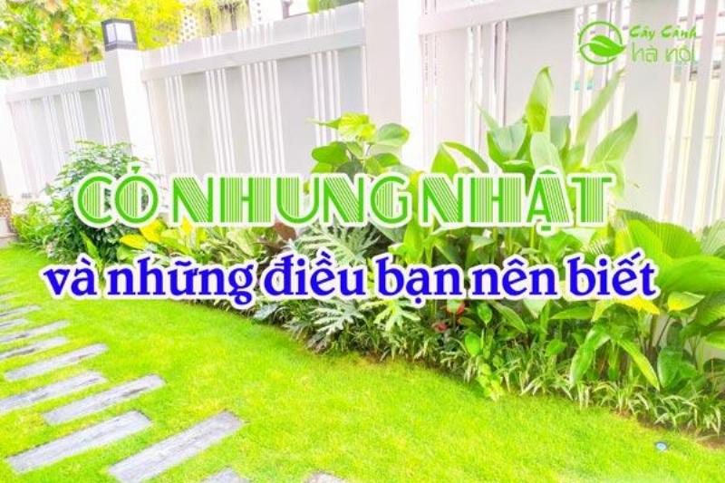 Cỏ Nhung Nhật Đặc Điểm