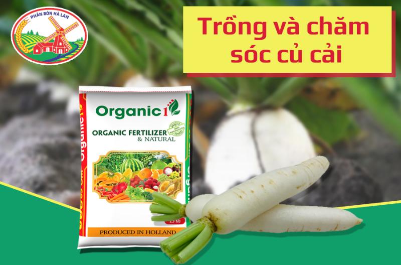 Gieo hạt củ cải trắng