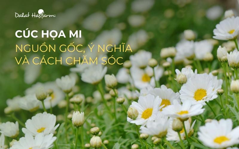 Hoa cúc họa mi