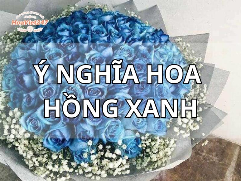 Hoa hồng xanh hy vọng ước mơ