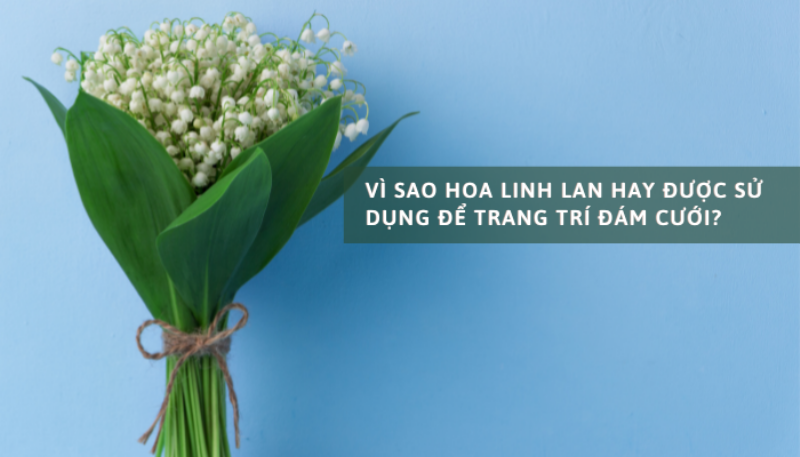 Hoa linh lan cưới trang trí tiệc cưới