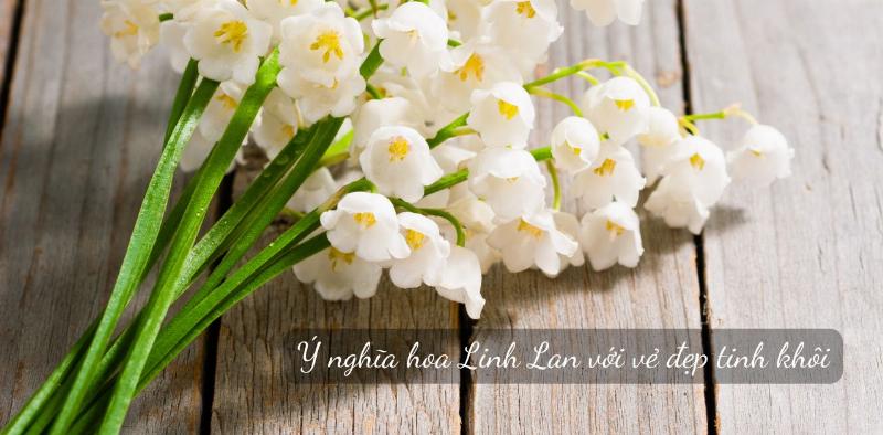 Hoa linh lan ý nghĩa ứng dụng