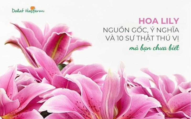 Hoa Ly: Nguồn Gốc Và Ý Nghĩa