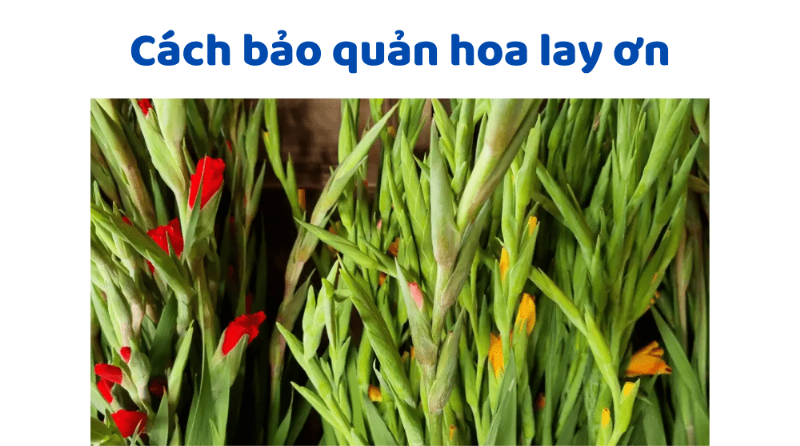 Hoa May Mắn: Chọn và Bảo Quản