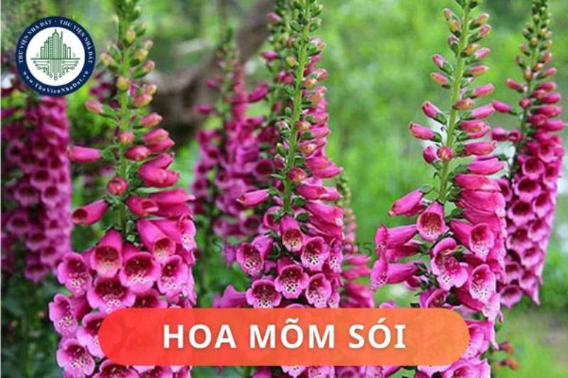 Hoa mõm sói hình dáng đặc biệt