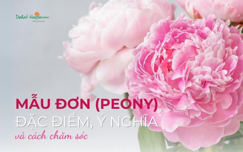 Hoa Peony Nguồn Gốc Và Ý Nghĩa