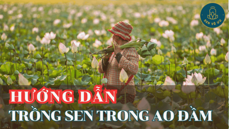 Hoa sen trong ao