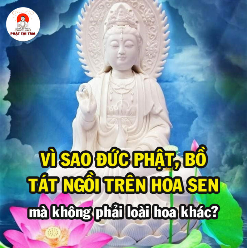 Hoa sen trong bùn lầy