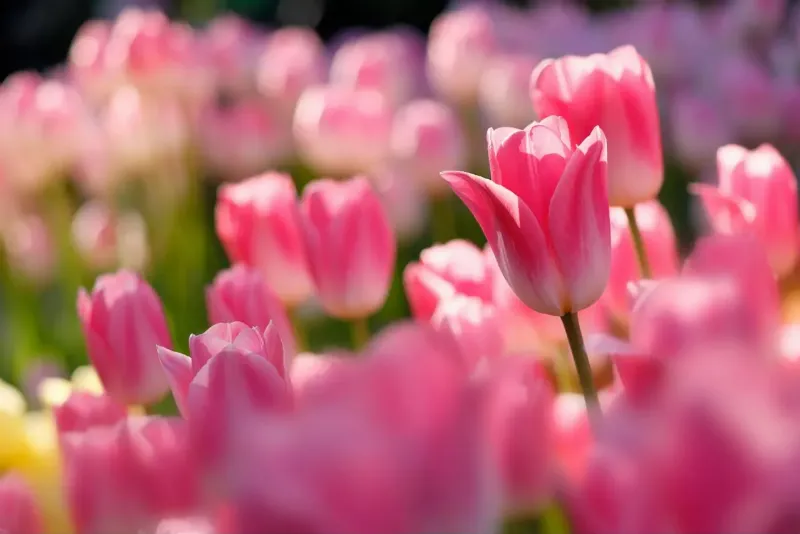 Đặc điểm và phân loại hoa tulip