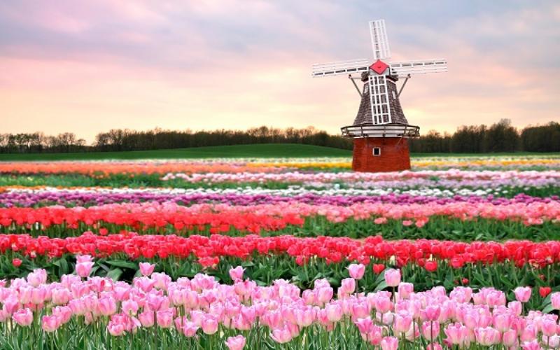 Hoa Tulip Nguồn Gốc Ý Nghĩa