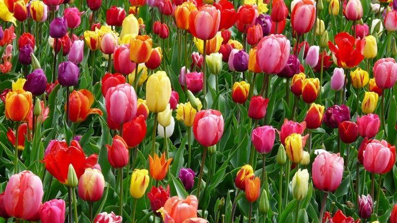 Hoa tulip trắng nguồn gốc từ Trung Đông