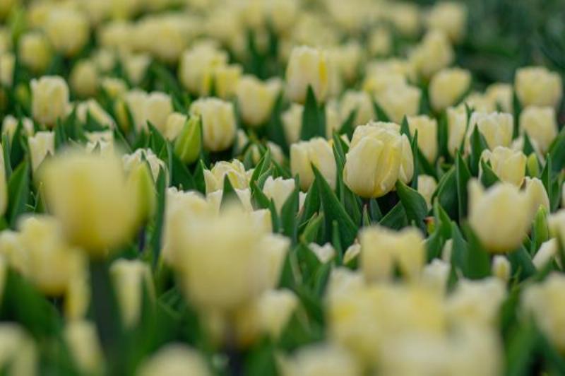 Cách trồng và chăm sóc hoa tulip