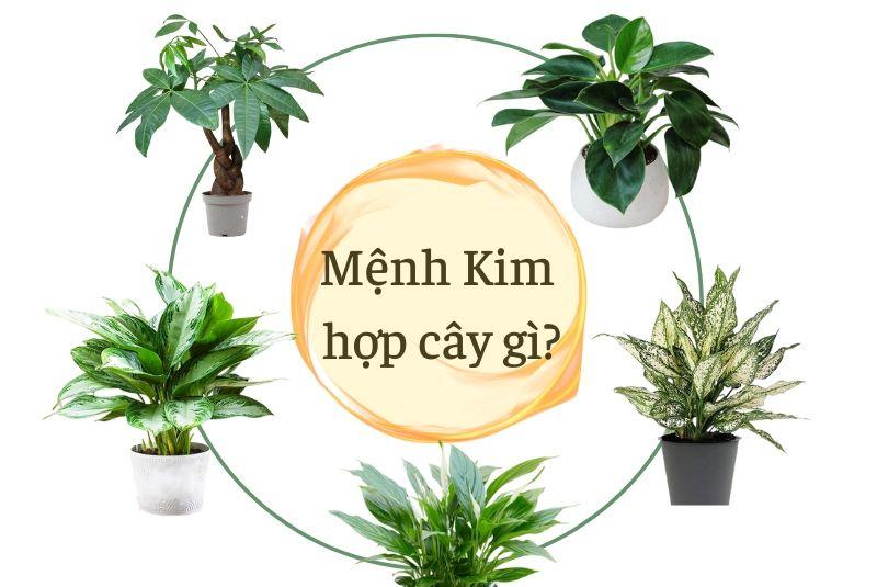 Lan ý hợp mệnh Kim và Thủy, mang lại may mắn tài lộc