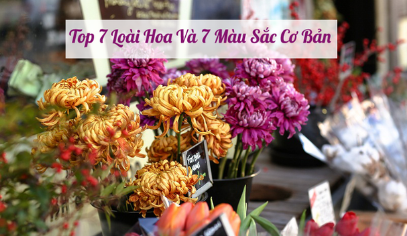 Màu sắc của hoa