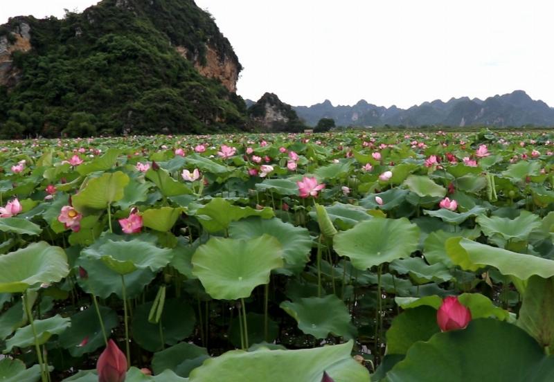 Mùa sen tháng mấy vẻ đẹp tinh khiết