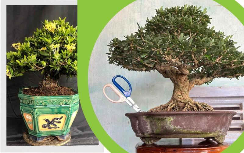 Phân loại bonsai đẹp nhất Việt Nam