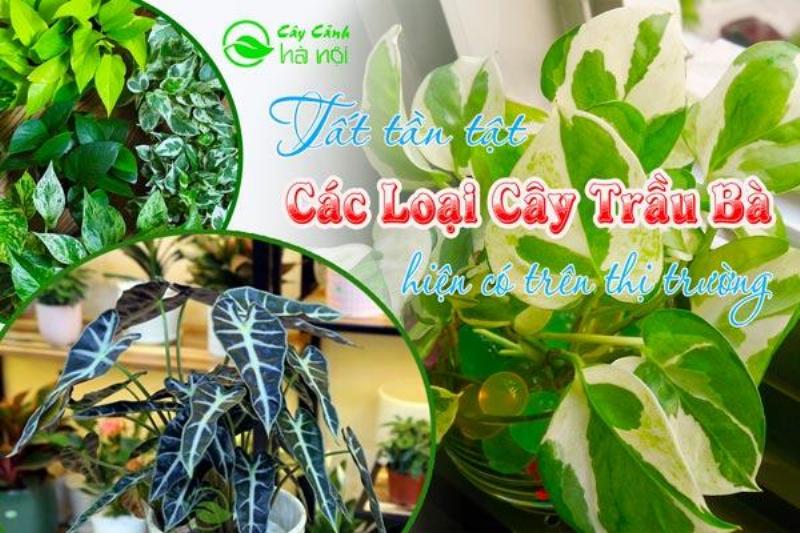 Phân loại cây trầu bà