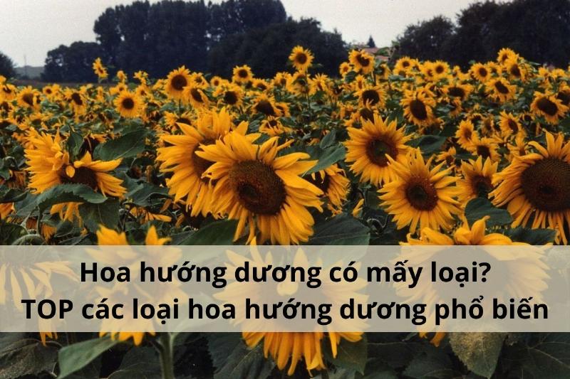 Phân loại hoa hướng dương