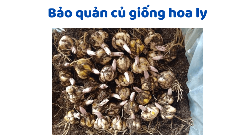 Phân loại hoa ly trắng theo giống