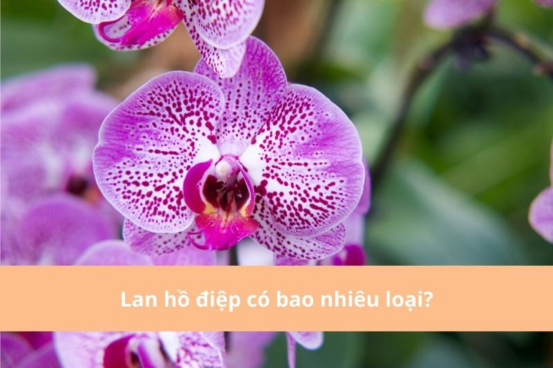 Phân loại lan hồ điệp