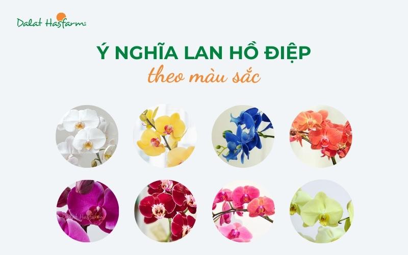 Phân loại lan hồ điệp Đà Lạt theo màu sắc và kích thước.