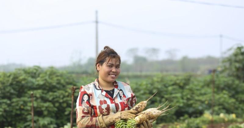 Thu hoạch củ cải trắng