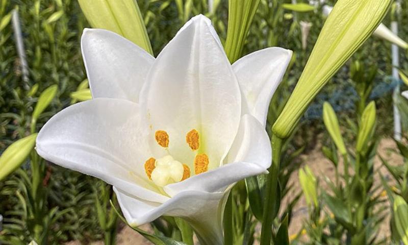 Planting and Caring for Lily of the Valley