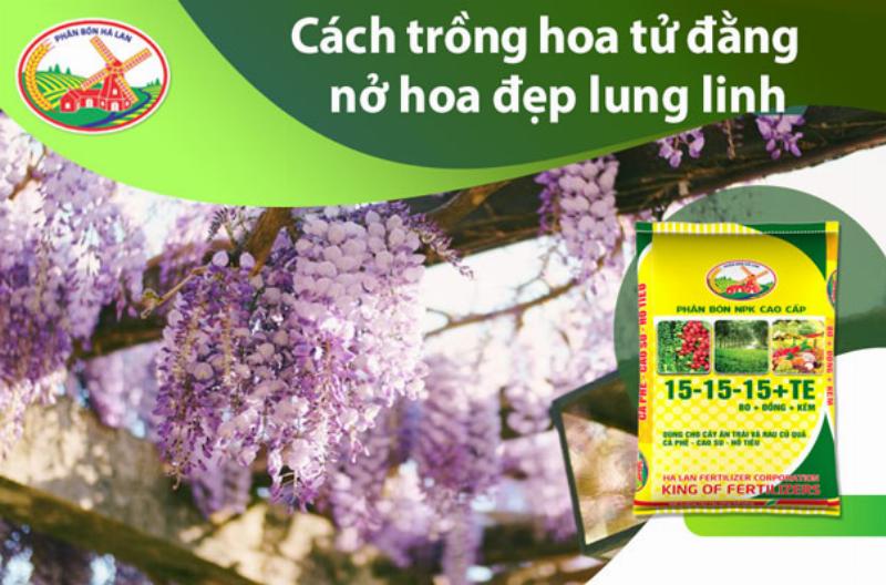 Tử đằng thân gỗ trồng và chăm sóc