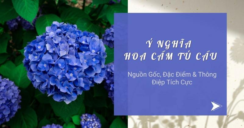 Ứng Dụng Của Hoa Cẩm Tú Cầu Trong Đời Sống